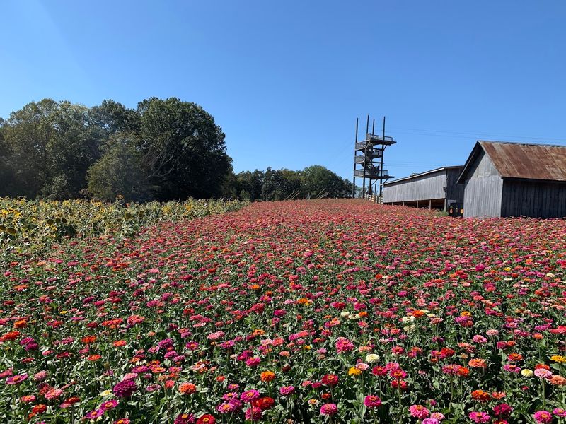 Honeysuckle Hill Farm, Springfield