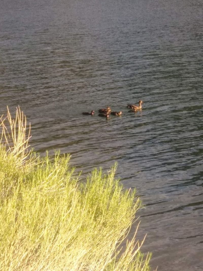 Wildlife Watching Adds To The Quiet Desert Feel