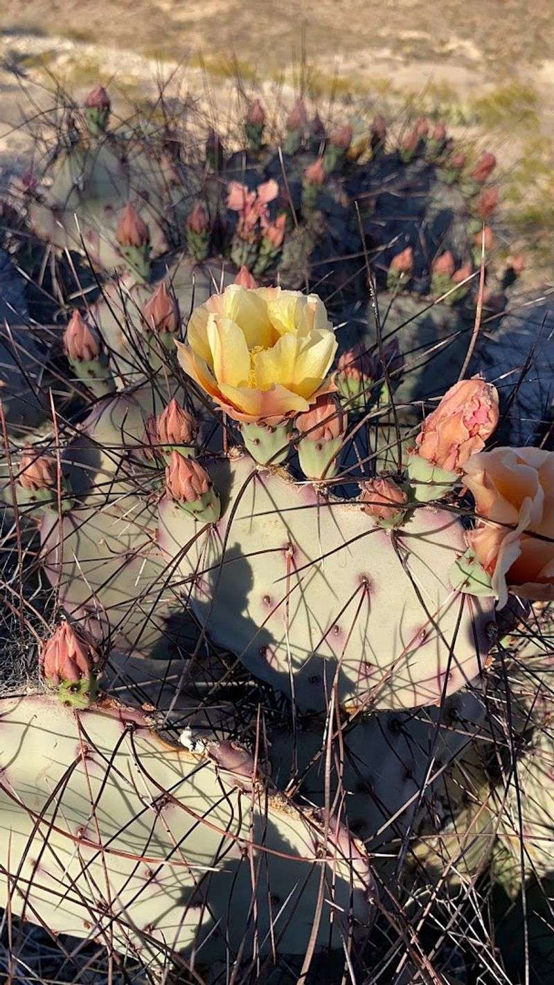 Photographing Unique Flora Found Only In Secluded Locations