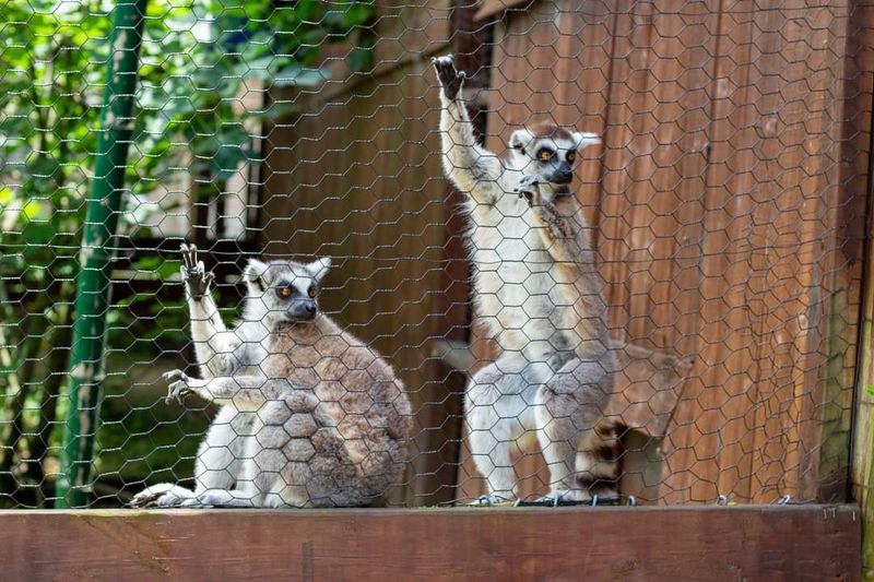 Tigers, Lemurs, And Animals That Demand A Double Take