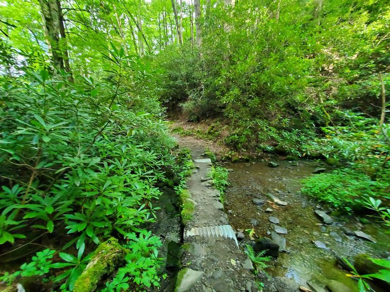 Hen Wallow Falls Trail, Cosby