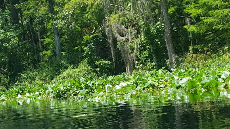 Role Of Aquatic Plants In Maintaining Water Purity