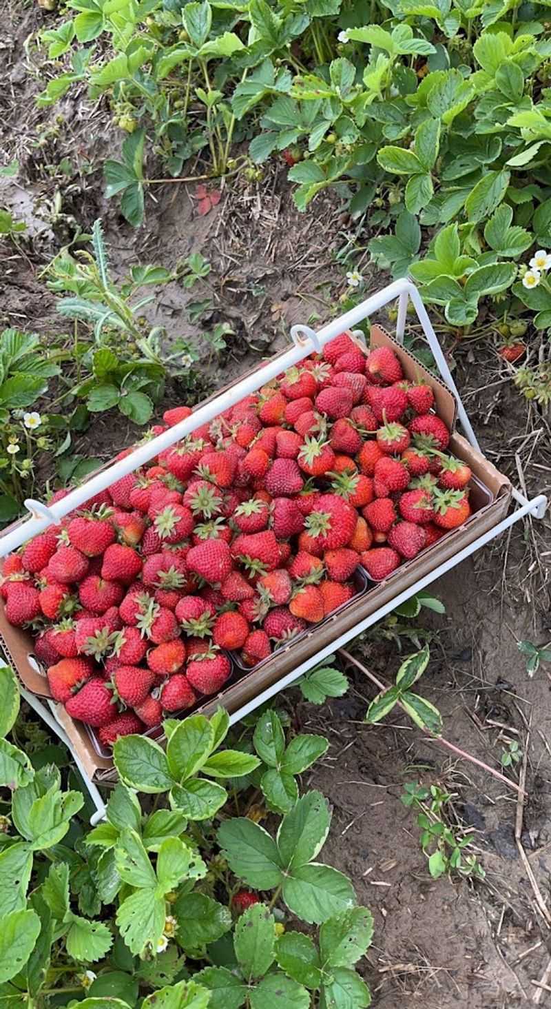 Lutz Family Farm (Marshall)