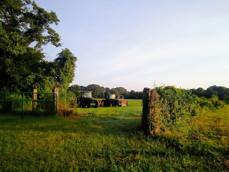 Greenfield