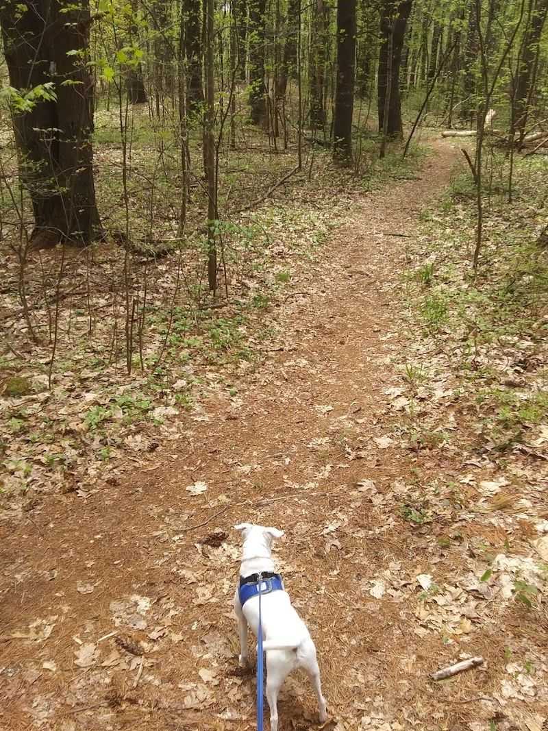 Pearl Hill State Park And Willard Brook State Forest