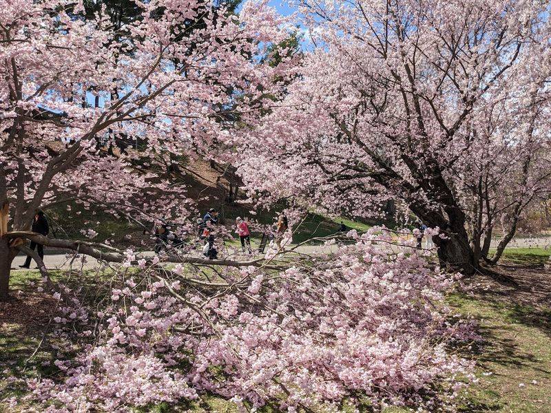 Arnold Arboretum, Boston