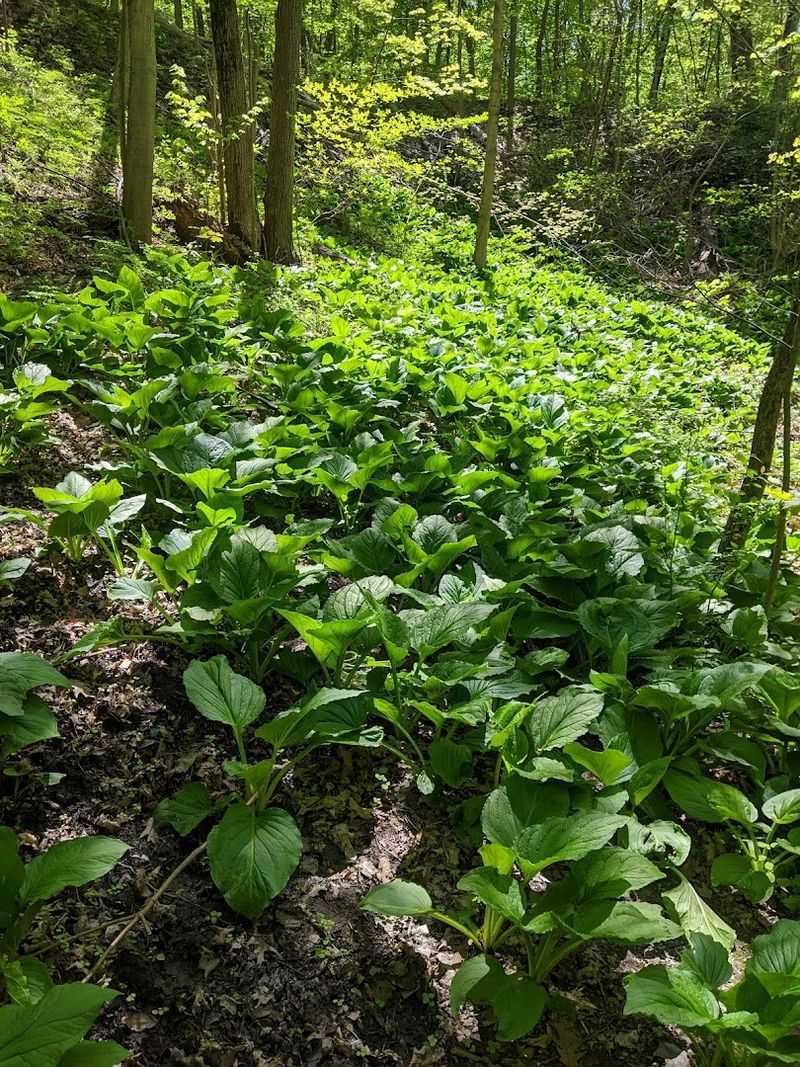 Spring Wildflowers Bring Colour To The Forest Floor