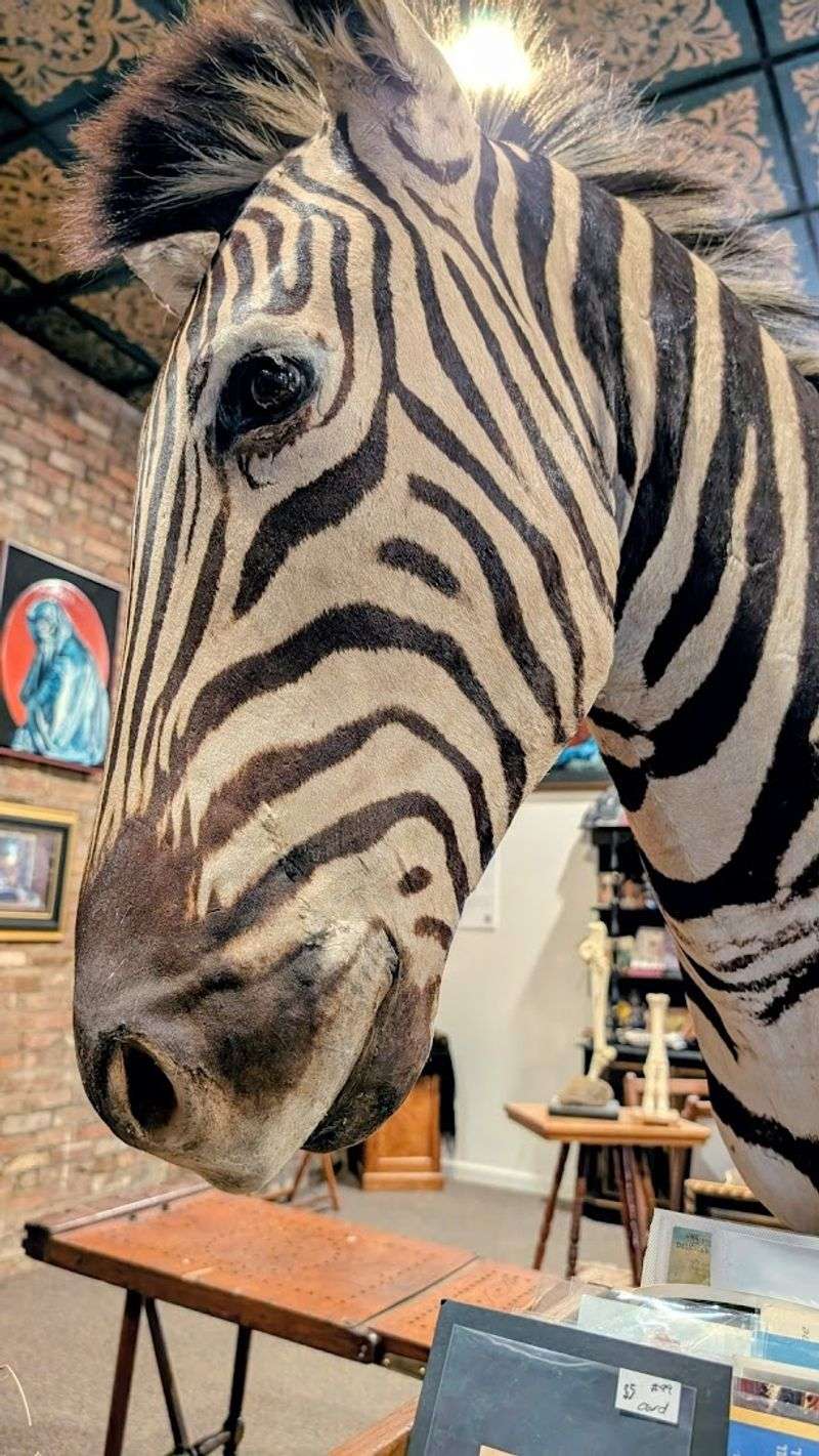 Taxidermy That Commands Respect And A Second Glance
