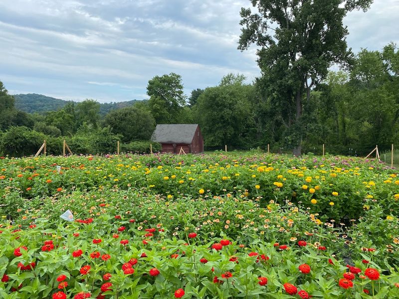 Summer Annuals Take Over The Fields In July