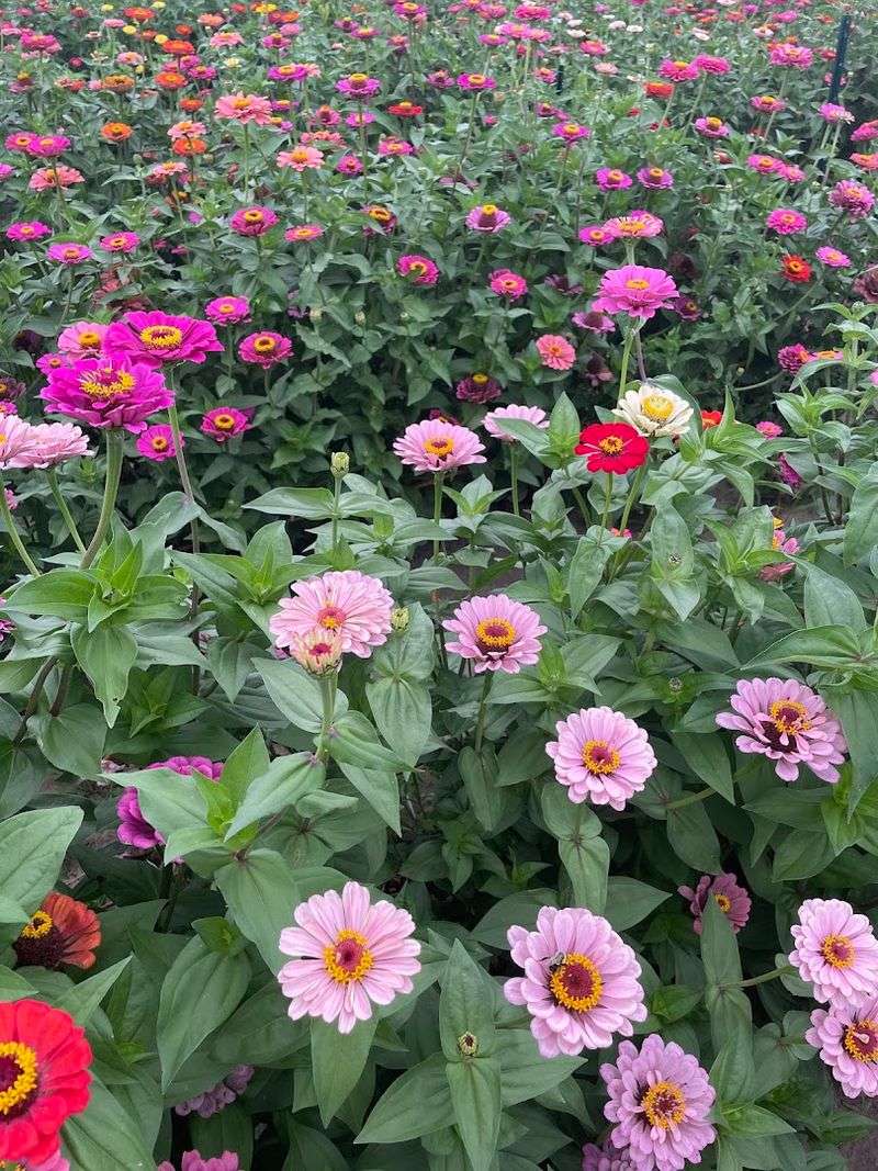 The Fields Change As The Season Goes On