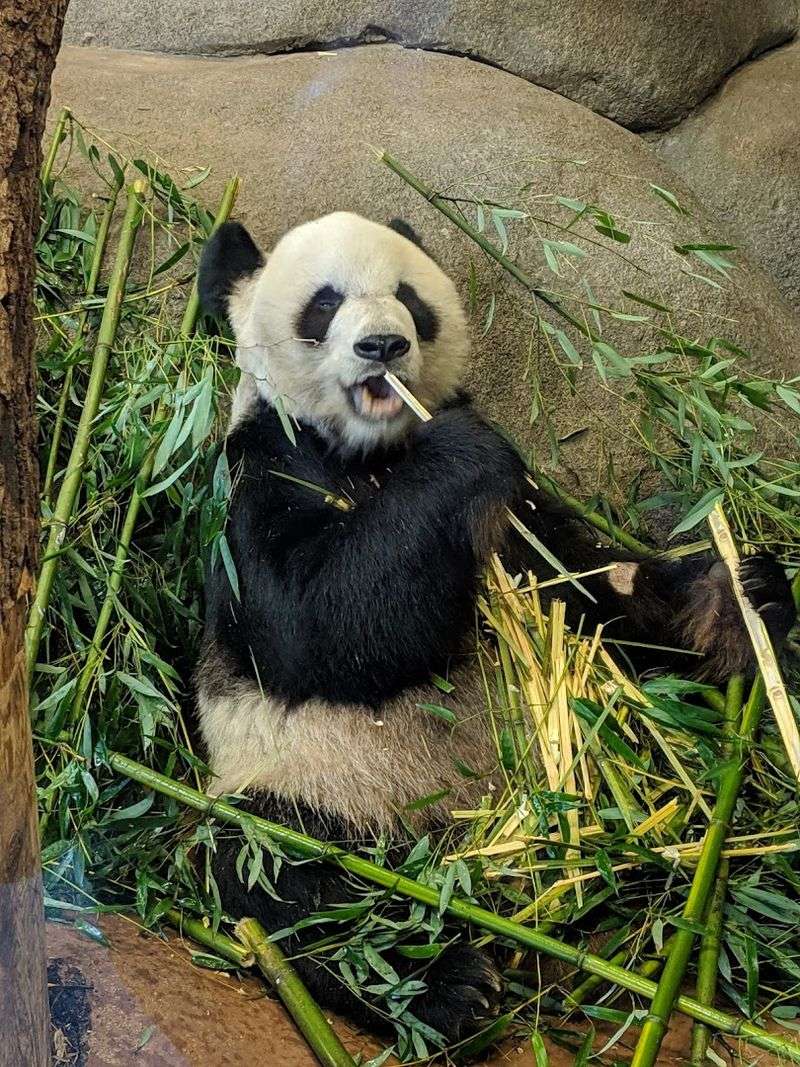Memphis Zoo, Memphis