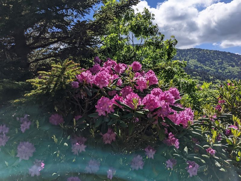 Roan Mountain State Park And The Rhododendron Gardens Above The Clouds