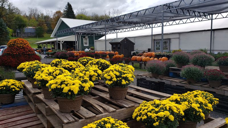 Schoharie Valley Farms / The Carrot Barn