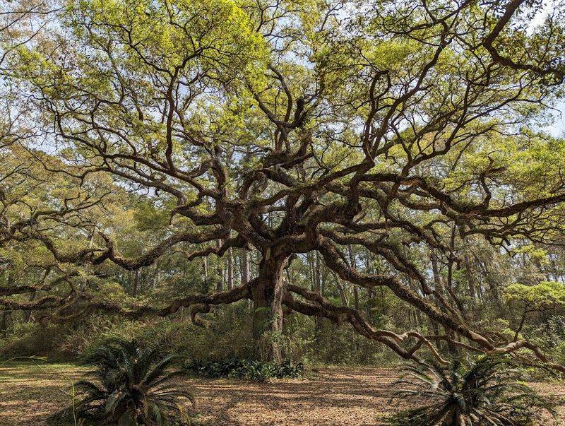 Twelve Oaks Nature Trail In Ocean Springs