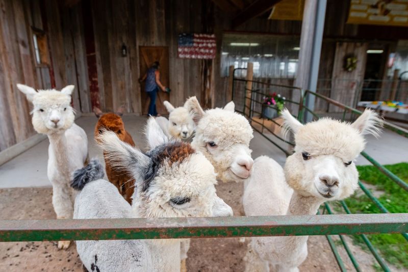 Sabamba Alpaca Ranch, De Pere