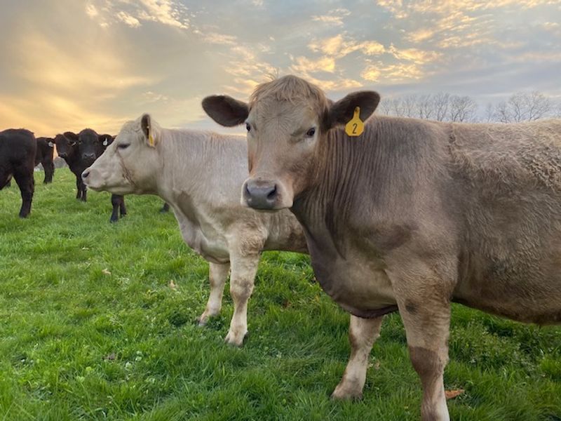 Sunset Valley Farms