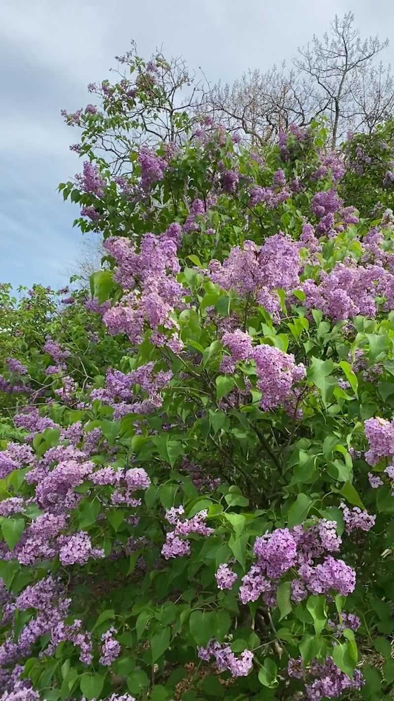 Watch The Lilac Sunday Bloom At Arnold Arboretum, Boston