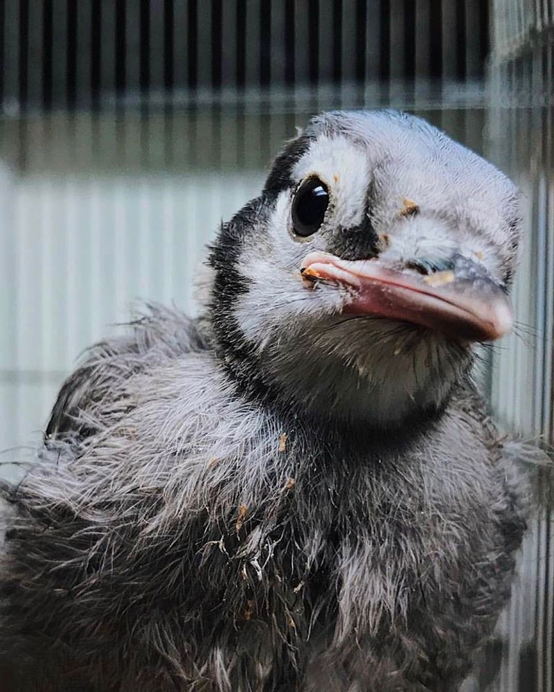 How You Can Support The Wild Bird Fund