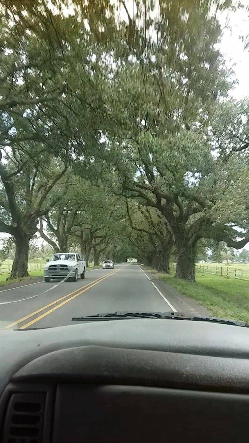 Reasons This Tunnel Of Trees Is Worth Visiting