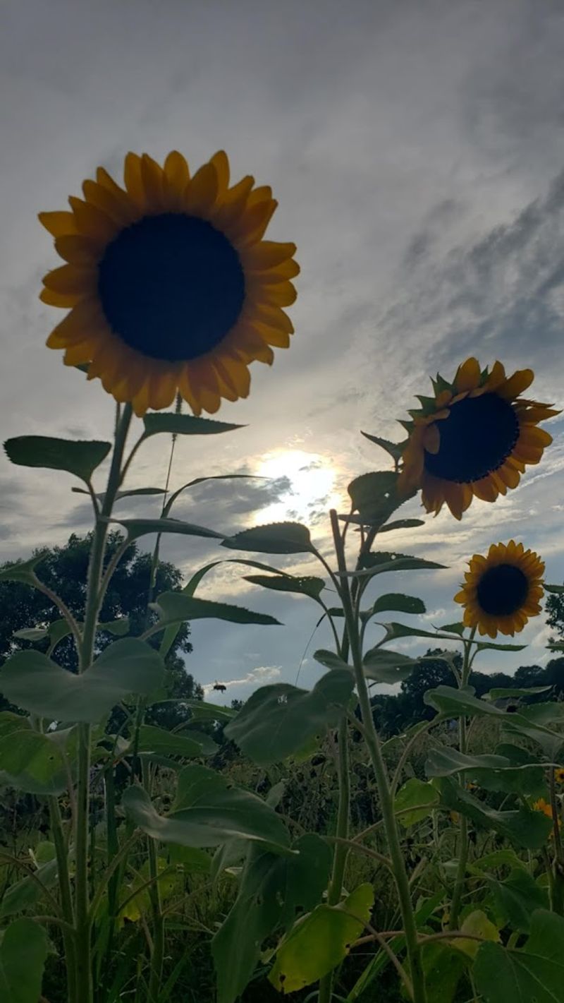 Sunsets, Pond Views, And A Pace Worth Protecting