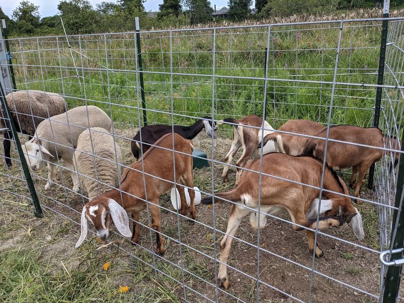 Alpaca Yoga And Baby Goat Yoga On Sunday Mornings