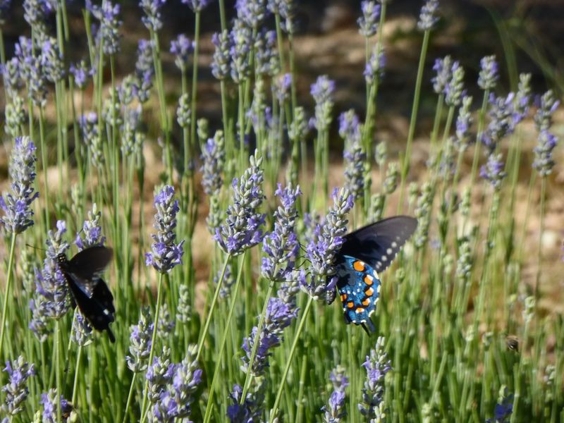 Lavender Fields And The Calm They Carry