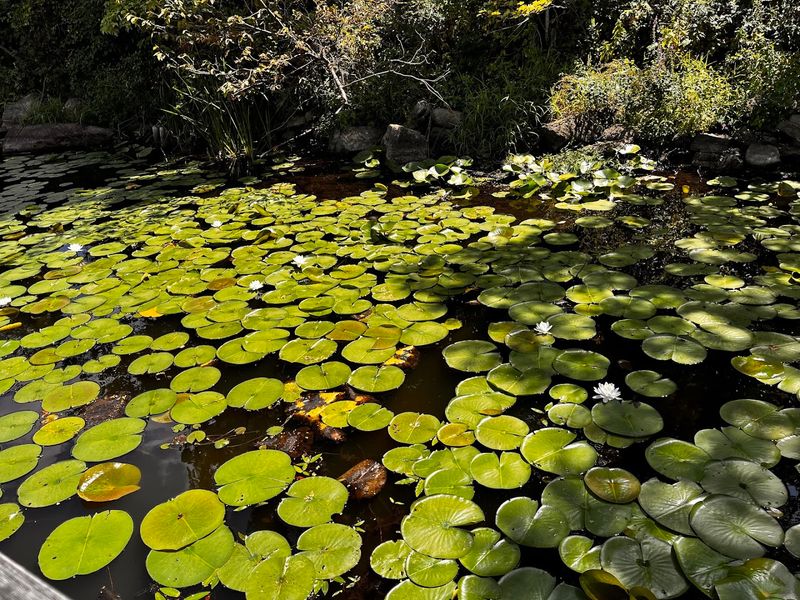 Wildflower Island Deserves Its Own Fan Club