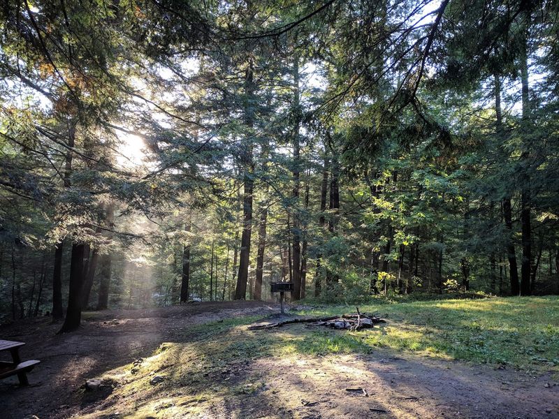Birding And Wildlife Viewing In A 48-Acre Hardwood Forest