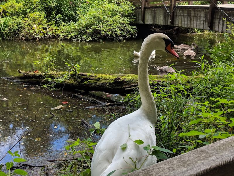 Wildlife That Practically Walks Up And Says Hello