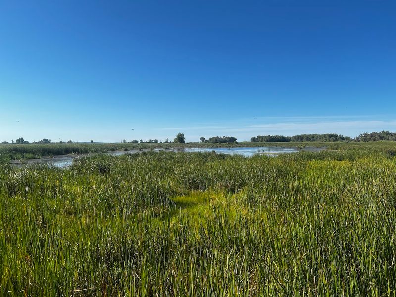 The Boardwalk Brings Visitors Right Into The Marsh