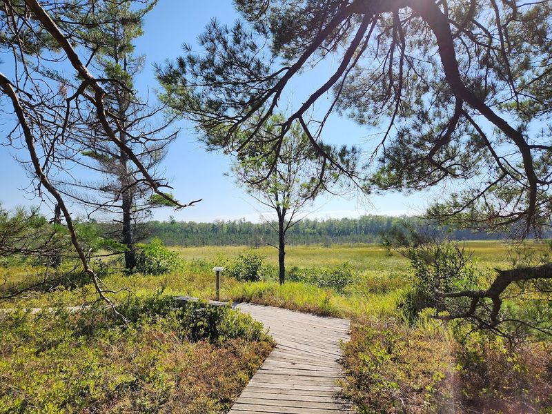 The Trail Connects Quiet Forest, Bog, And Beach Scenery