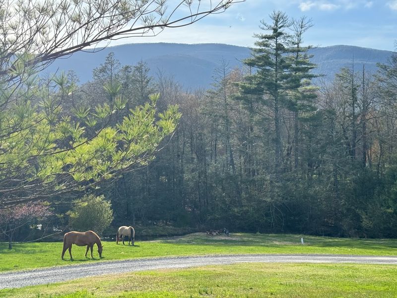 Napping Horse Farm