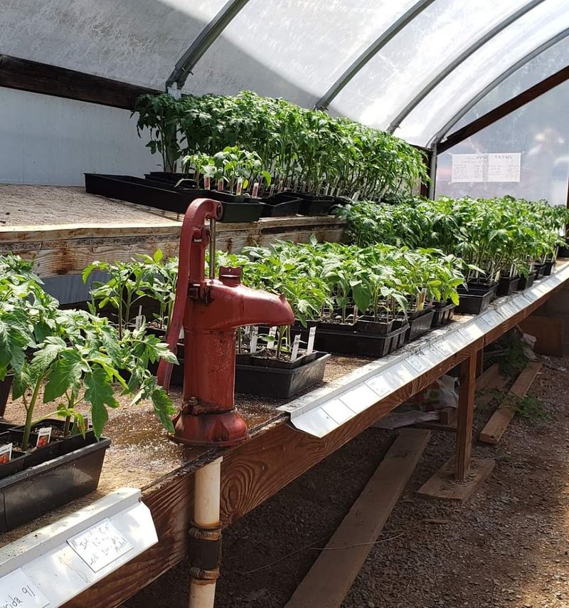 Hydroponic Growing Methods Worth Knowing About