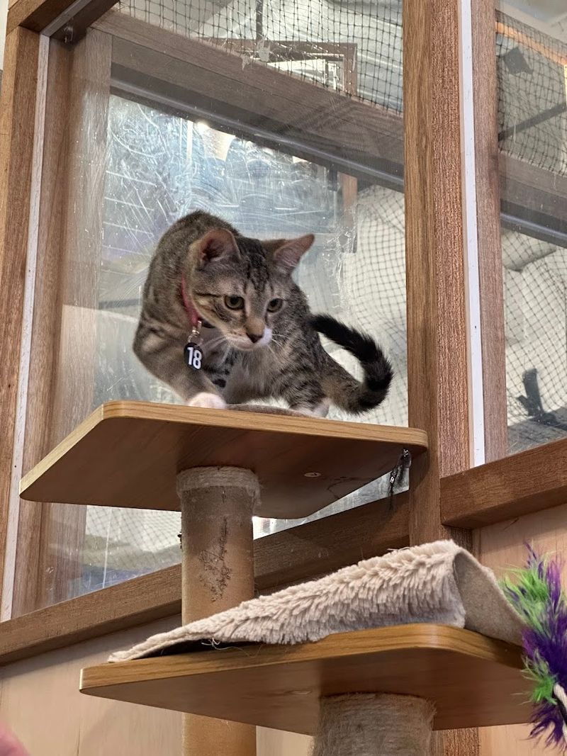 Adopting A Cat Here Is A Thoughtful Process