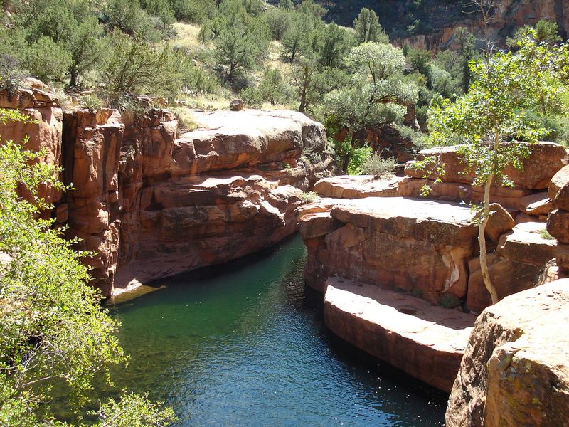 Native Plant And Animal Life Of The Region