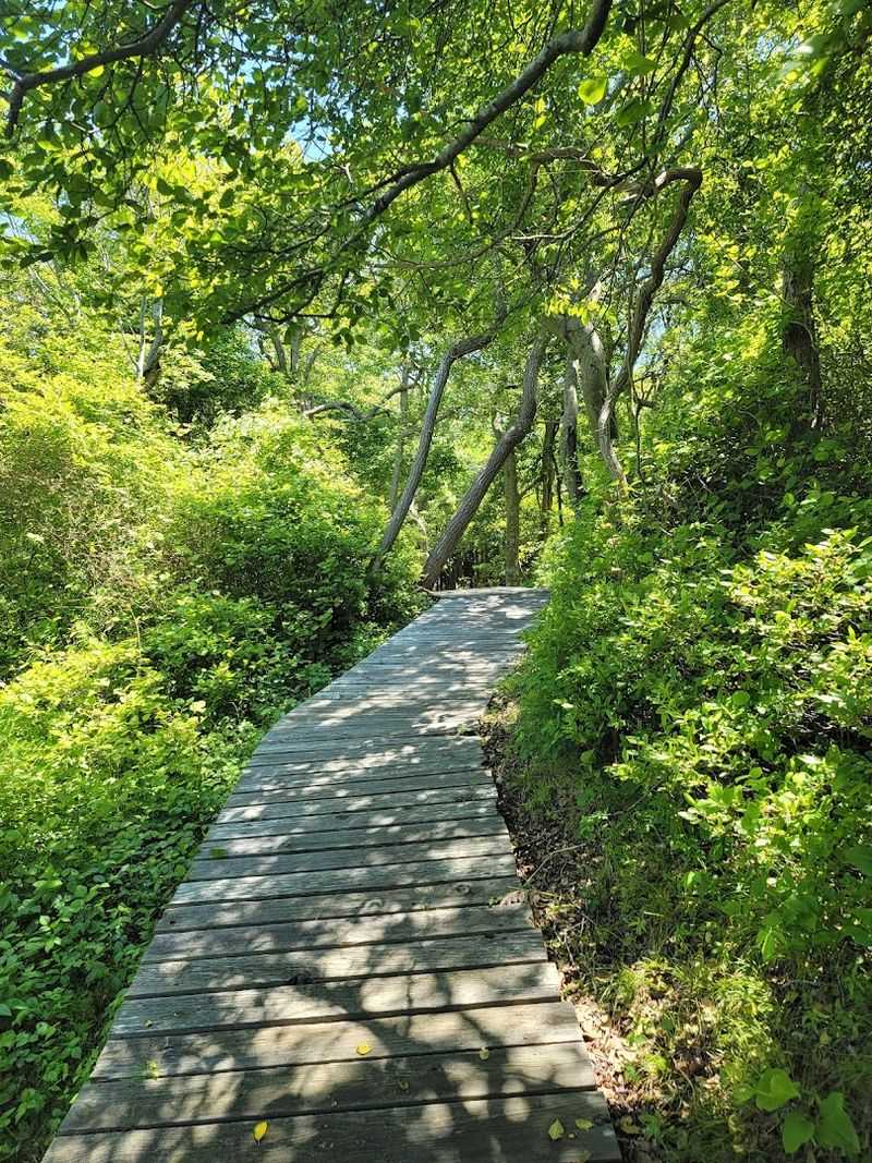 Walking The Boardwalk Through The Canopy