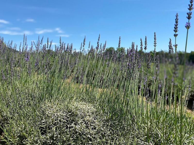 The Calming Science Behind Why Lavender Actually Works