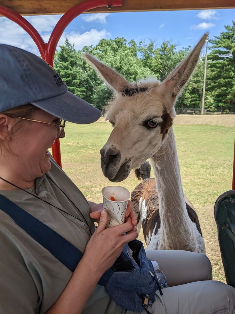 The Train Passes Through Pastures With Alpacas, Llamas, And Other Animals