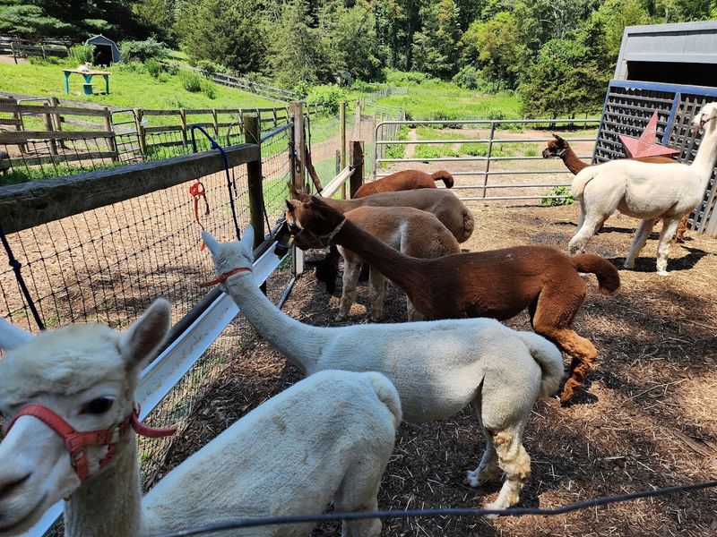 Behind The Scenes: A Closer Look At Farm Life
