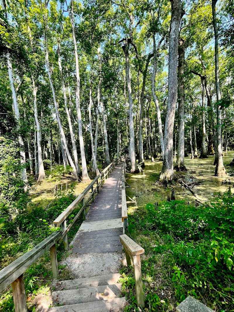 Cypress Swamp (Natchez Trace)