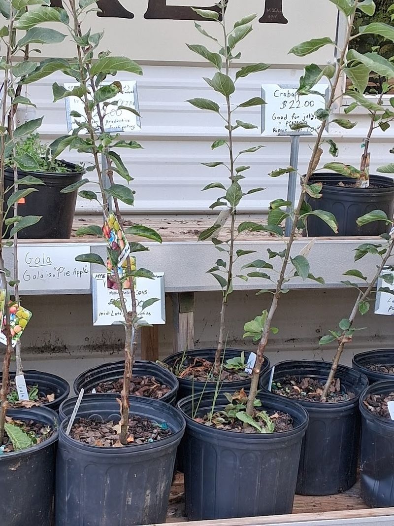 Garden Plants And Vegetable Seedlings