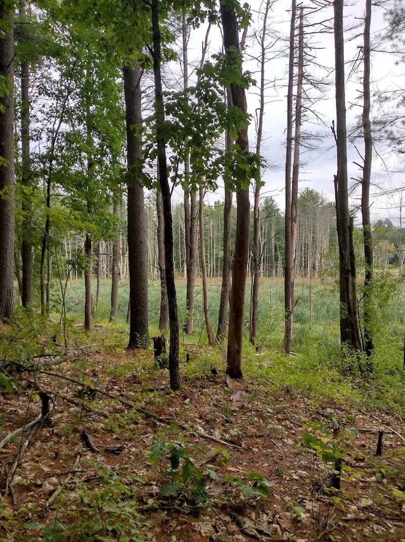 Cowdrey Nature Center And Its Woodland Wonders