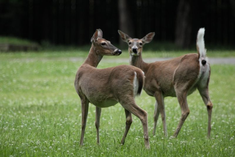 The Wildlife And Natural Landscapes That Set This Lake Apart