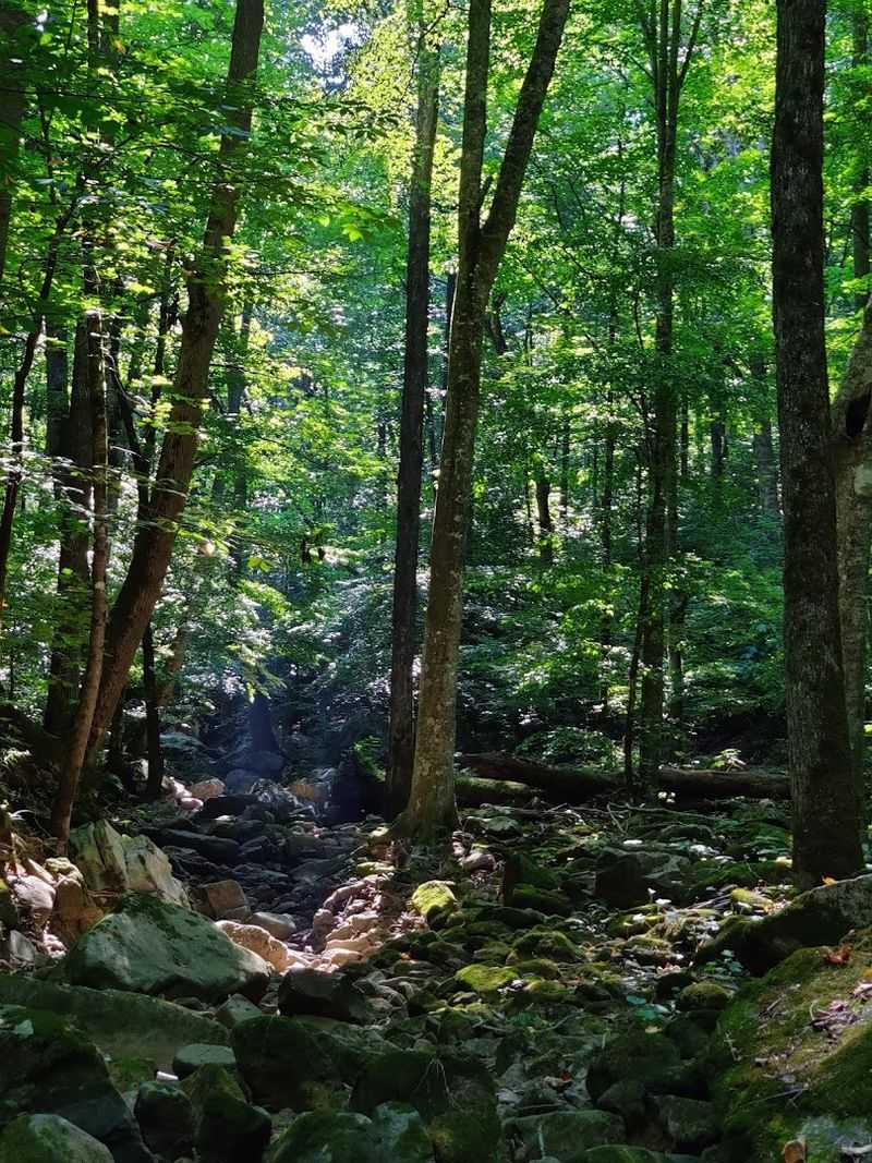 Wildlife Watching Tips And Best Locations