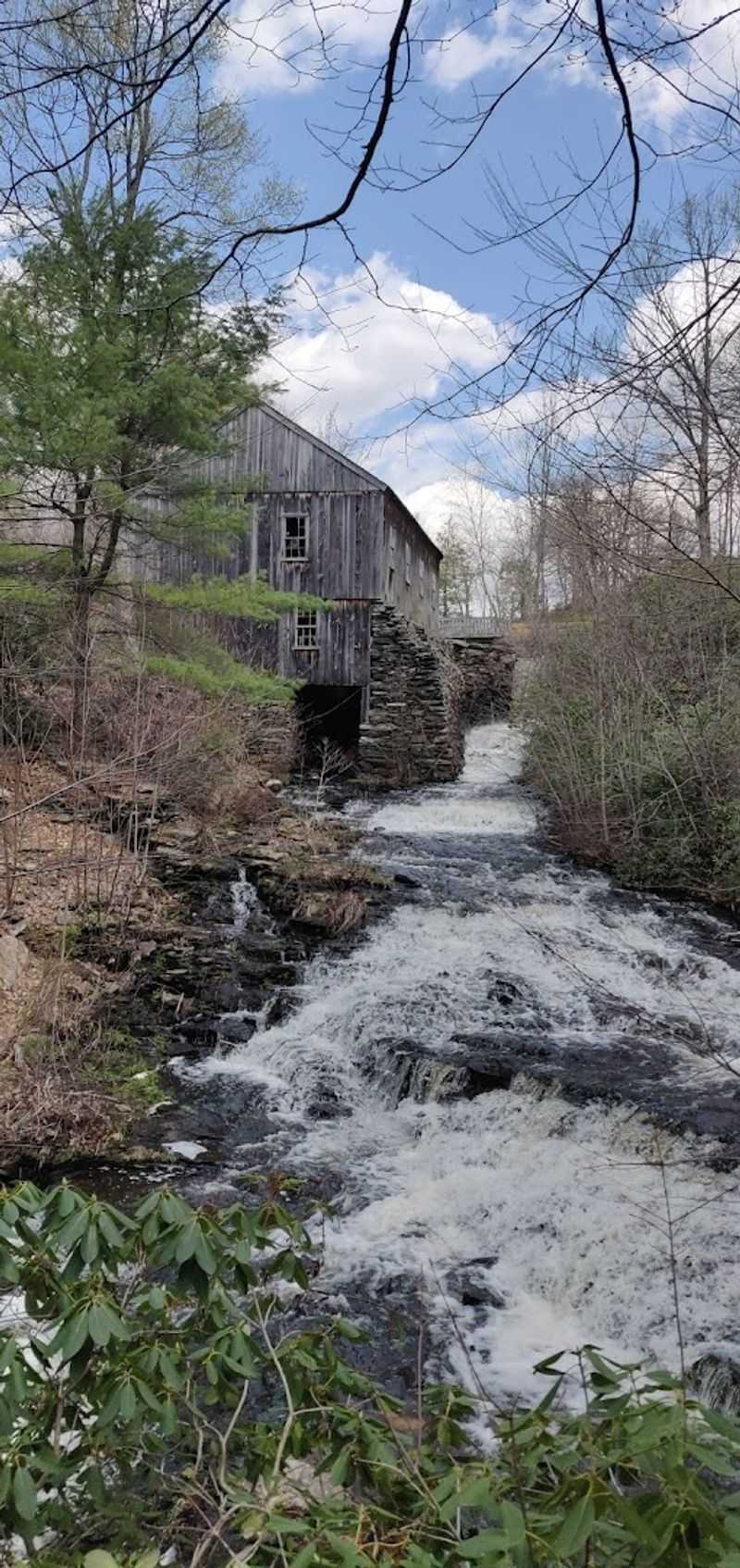 The American Chestnut Restoration Plantation