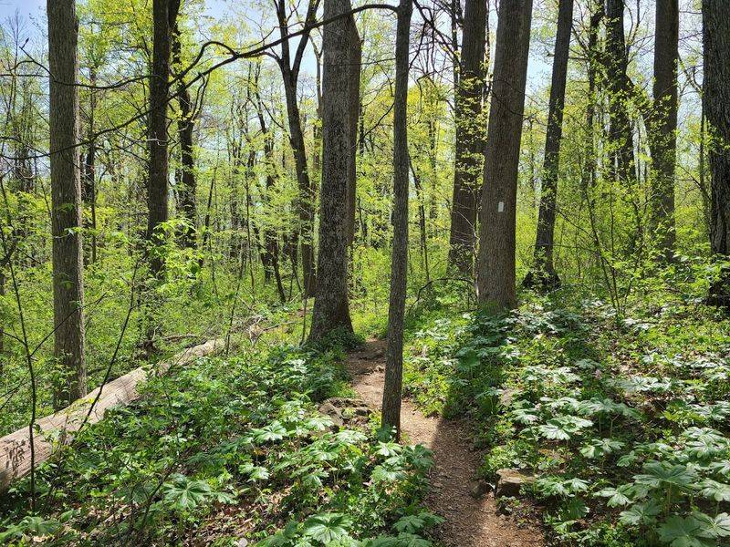 Wildlife Watching Opportunities Nearby