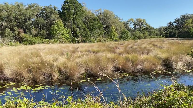 Coastal Birdwatching Opportunities In Georgia