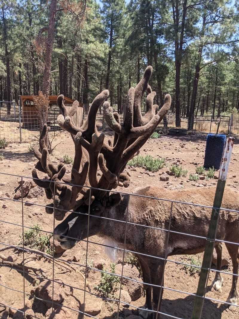 Unique Wildlife Along The Railroad Route