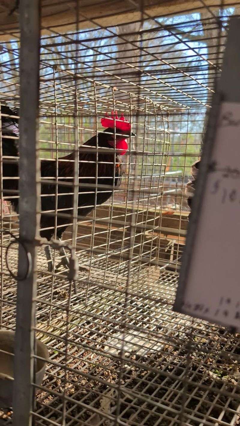 Monthly Animal Market On The Last Saturday