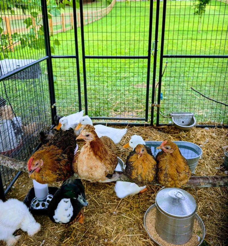 Dairy And Eggs Sold On An Honor System